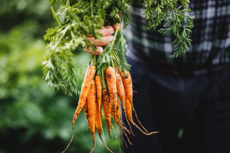 Dia Mundial da Alimentação e dois anos do portal Alimente se Bem