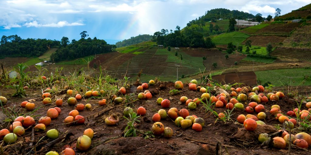 Entenda como ocorre a perda e o desperdício de alimentos ao longo da