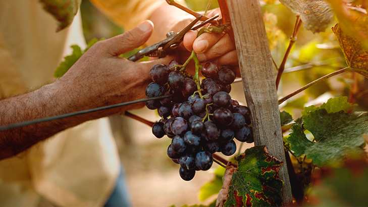 Receita de Geleia de Uvas, só 3 ingredientes! 🍇 