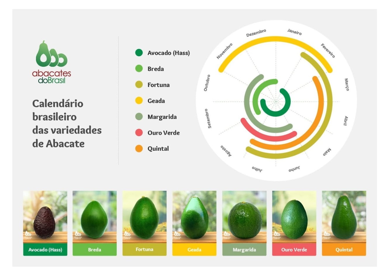 Prepare receitas com abacate e conheça algumas curiosidades sobre a ...
