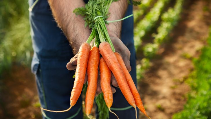 Foto de: Rama de cenoura e outras folhagens: conheça os benefícios e como aproveitar essas partes em receitas