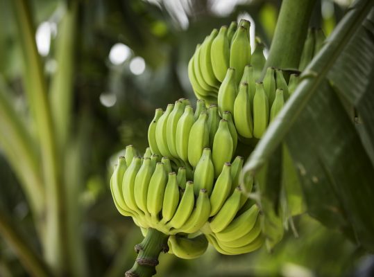 Foto de: Biomassa de banana verde