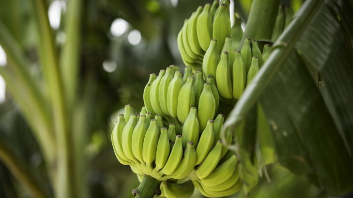 Foto de: Biomassa de banana verde