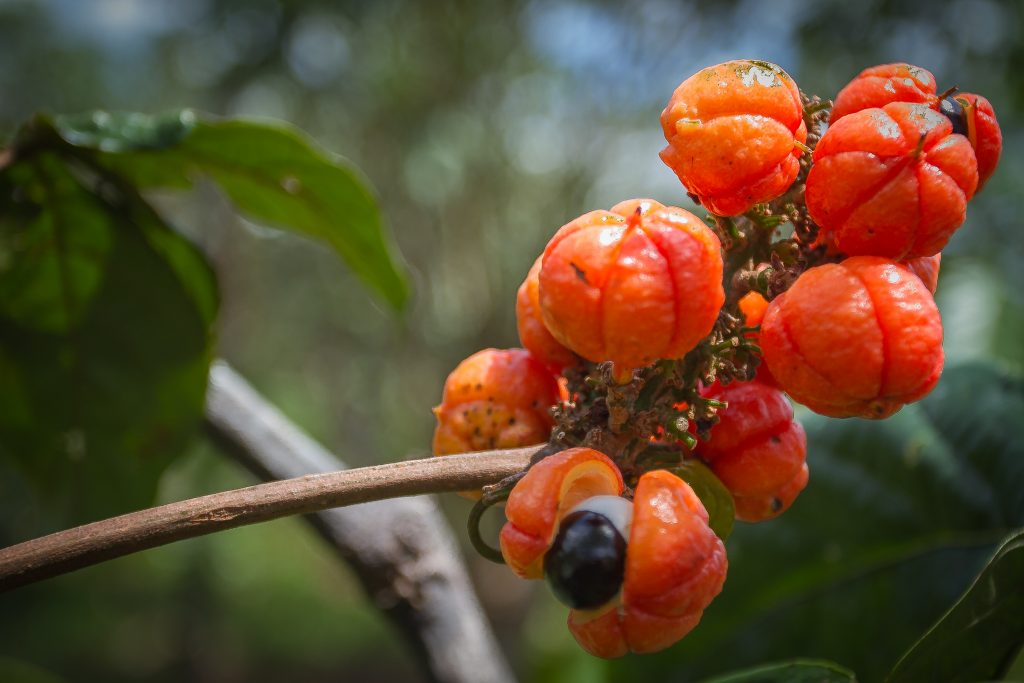 O guaraná é um fruto nativo da Amazônia