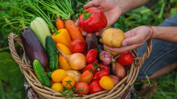 Foto de: A influência da safra dos alimentos na economia, saúde e sustentabilidade