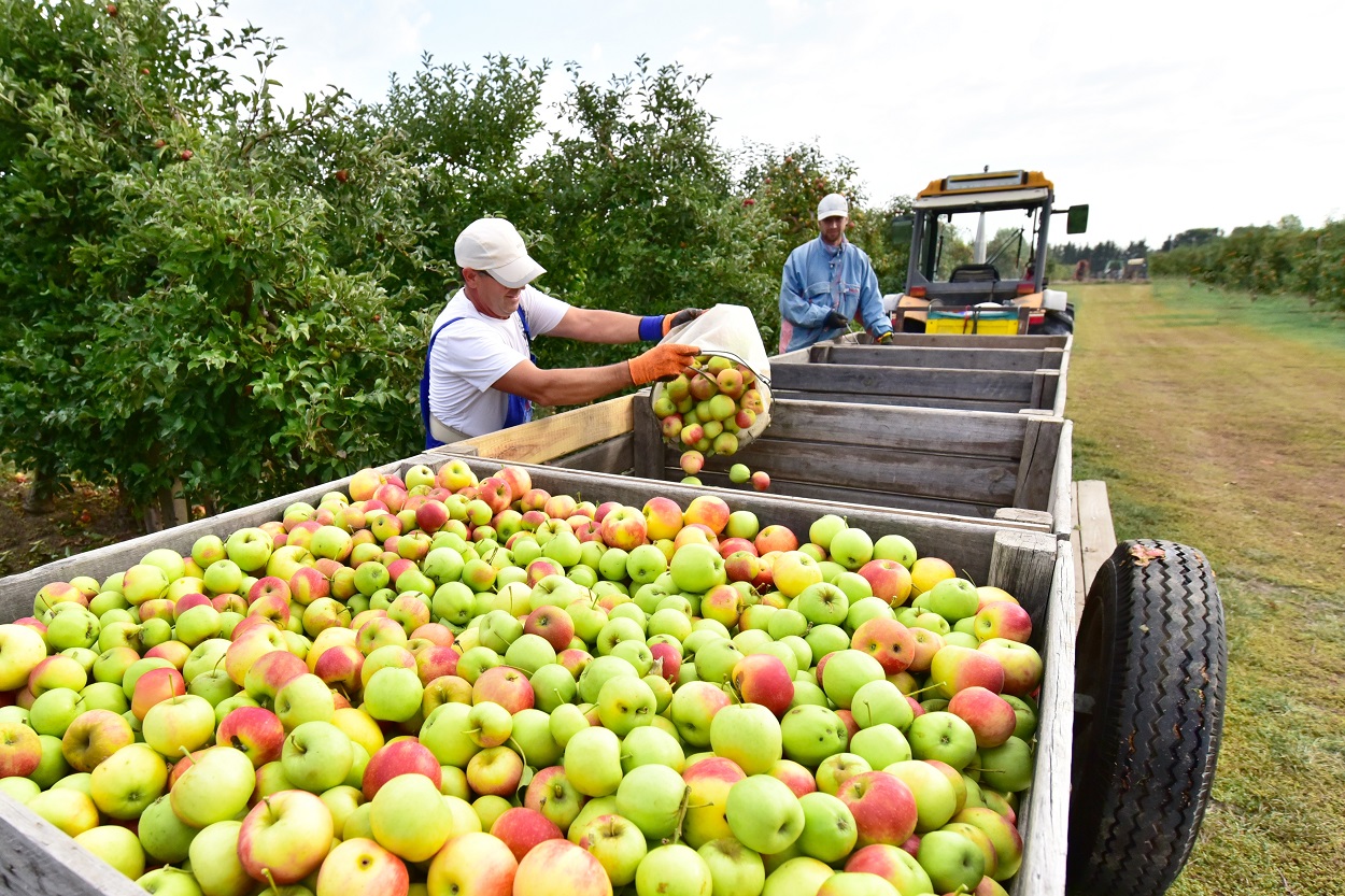 A influência da safra dos alimentos na economia, saúde e ...