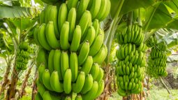 Foto de: Biomassa de banana verde como alimento funcional: preparo, utilização e benefícios