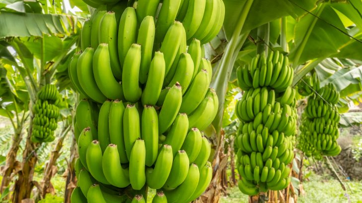 Foto de: Biomassa de banana verde como alimento funcional: preparo, utilização e benefícios